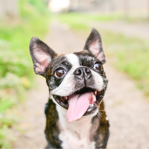 Pet Products